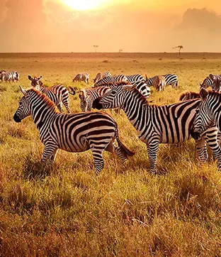 Uganda